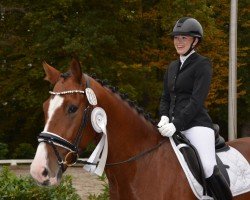 dressage horse Zorro (Westphalian, 2019, from Zoom 8)
