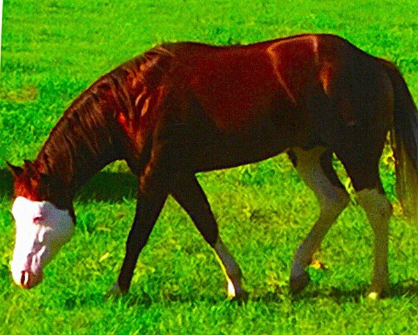 horse CL Gunner Pride (Paint Horse, 2009, from Colonels Smoking Gun)