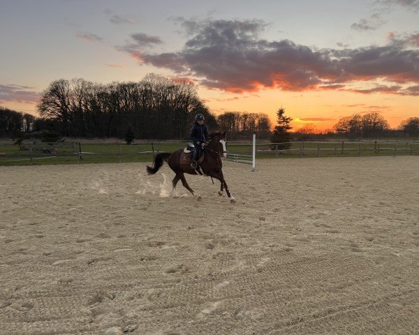 jumper Scampino 3 (German Riding Pony, 2013, from Scampi)