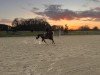 Springpferd Scampino 3 (Deutsches Reitpony, 2013, von Scampi)