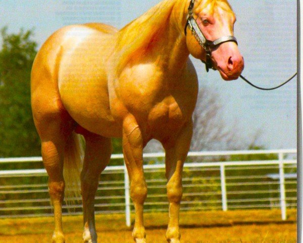 Deckhengst Busy Winin Chex (Quarter Horse,  , von Nu Chex To Cash)