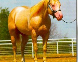 Deckhengst Busy Winin Chex (Quarter Horse,  , von Nu Chex To Cash)