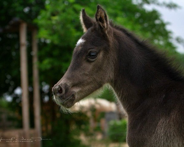 foal by HLT Noble Noir (German Riding Pony, 2025, from Noble Dance NRW)