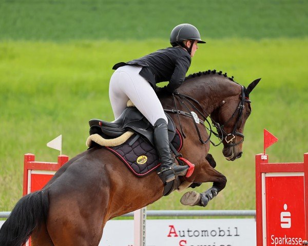 jumper Kalé le beau (Hanoverian, 2019, from Kétanou)