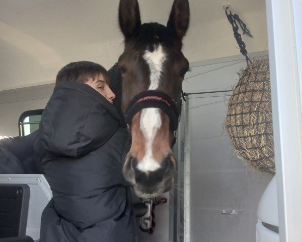 Zuchtstute Happy Ally (Lettisches Warmblut, 2020, von Hampton Van 'T Merelsnest)