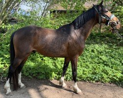 dressage horse Boogies Farbenfroh (German Riding Pony,  , from Boogie Woogie)