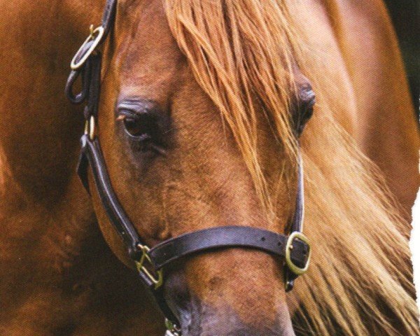 horse Amendago Whiz (Quarter Horse, 1999, from Topsail Whiz)