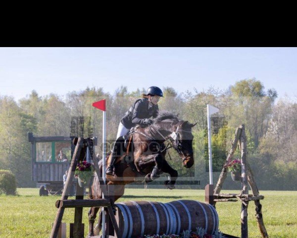 Springpferd Bacardi (Ungarisches Warmblut, 2015)
