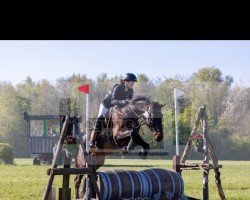 jumper Bacardi (Hungarian Warmblood, 2015)