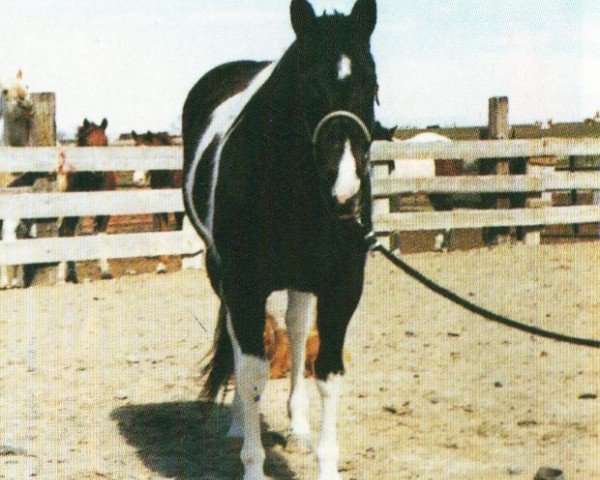 Pferd Delites Starduster (Paint Horse, 1995, von Leo San Cita)