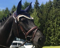 Zuchtstute Enya (Hannoveraner, 2003, von Embassy I)