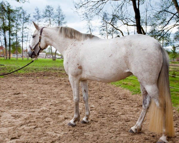 Pferd Extremena (Andalusier, 2018)