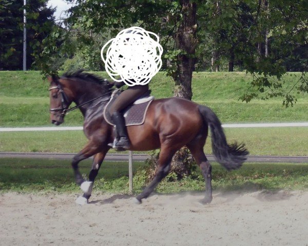 horse Lavinia (Württemberger, 2003, from Lancino de L)