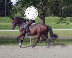 horse Lavinia (Württemberger, 2003, from Lancino de L)