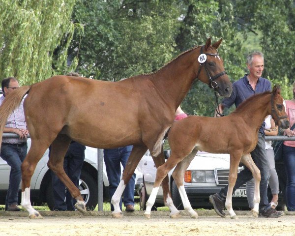 Springpferd Hengst von Comme il faut / Quidam's Rubin (Westfale, 2017, von Comme il Faut)