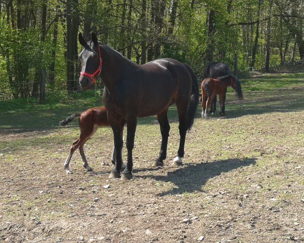 broodmare Beatrix (Heavy Warmblood, 2013, from Ellington)