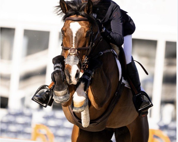 jumper Killossery Kaiden (Irish Sport Horse, 2010, from Lux Z)