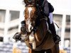 jumper Killossery Kaiden (Irish Sport Horse, 2010, from Lux Z)