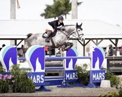 jumper Billy Everest (anglo european sporthorse, 2013, from Billy Congo)