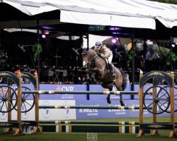 broodmare FBW Graphik (German Sport Horse, 2013, from Graf Rhapsody)