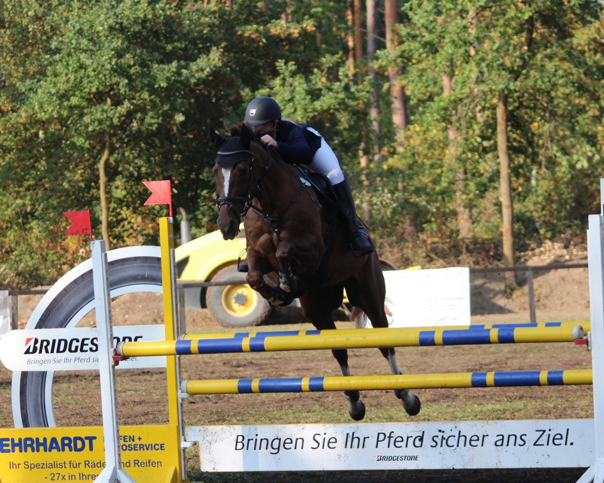 Springpferd Montenegro 23 (Sachsen-Anhaltiner, 2002, von Manhattan)
