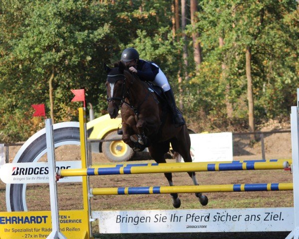 Springpferd Montenegro 23 (Sachsen-Anhaltiner, 2002, von Manhattan)