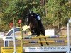 Springpferd Montenegro 23 (Sachsen-Anhaltiner, 2002, von Manhattan)