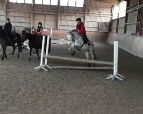dressage horse Nick (German Riding Pony, 2011, from Nazib)