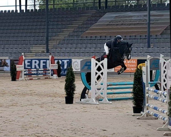 Springpferd Talielle van de Zuurhaege Z (Zangersheide Reitpferd, 2021, von Taloubet Z)