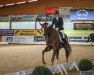 dressage horse Best Buddy 14 (Westphalian, 2018, from Callaho's Benicio)