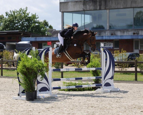 jumper Piekfeine 2 (Holsteiner, 2011, from Contendro I)