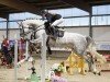 Springpferd Hailey K (Holsteiner, 2015, von Chin Champ)