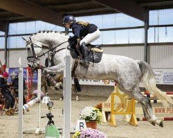 jumper Hailey K (Holsteiner, 2015, from Chin Champ)