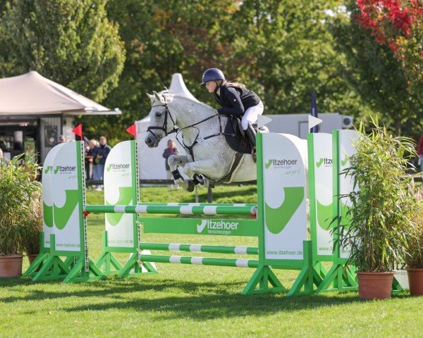 jumper Nevins King (Pony without race description, 2013)