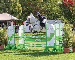 jumper Nevins King (Pony without race description, 2013)