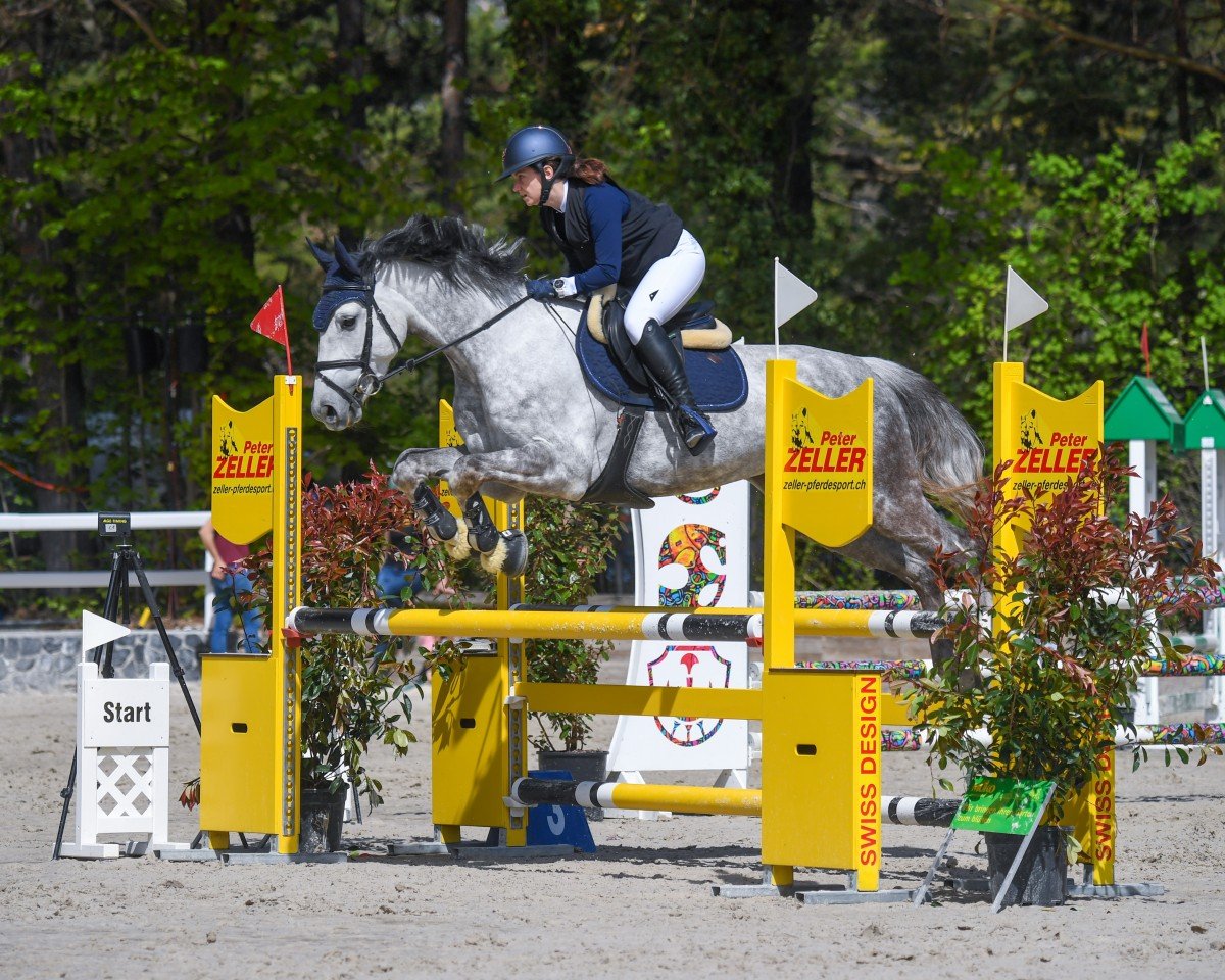 jumper Daytona Rs (German Sport Horse, 2018, from Diamantde)