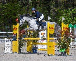 jumper Daytona Rs (German Sport Horse, 2018, from Diamantde)