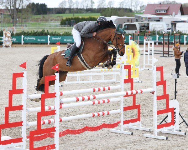 jumper MSW Cabana Blue (Oldenburg show jumper, 2017, from Caballero 80)