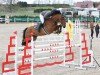 Springpferd MSW Cabana Blue (Oldenburger Springpferd, 2017, von Caballero 80)