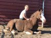 Springpferd Mastro`s Salivan (Deutsches Reitpony, 2007, von Blokland's Hoeve's Mr. Silvano)