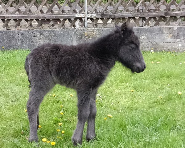 foal by Grayground Inkognito Bellis (Shetland Pony, 2025, from Mr. Blue v.d. Hoorn)