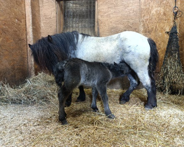 foal by Grayground No rain No flowers (Shetland Pony, 2025, from Mr. Blue v.d. Hoorn)