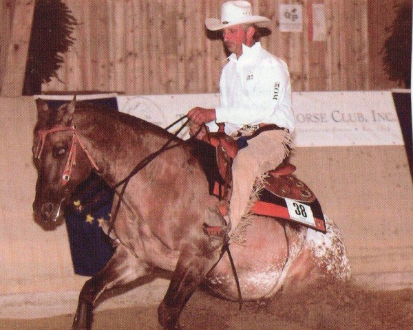 horse Spotted Power On Top (Appaloosa, 2001, from Jacs on Top)