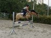Dressurpferd Doolittle 141 (Deutsches Reitpony, 2015, von Steendieks Morgensterns Dalai)