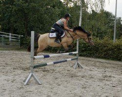 dressage horse Doolittle 141 (German Riding Pony, 2015, from Steendieks Morgensterns Dalai)