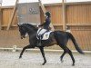 stallion Beckham GT (Oldenburg, 2010, from Bordeaux 28)