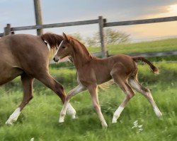 foal by Fea AB (Holsteiner, 2025, from Accroche)