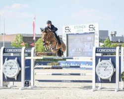 jumper Monfaut Gumo Mp (KWPN (Royal Dutch Sporthorse), 2017, from Comme il Faut)