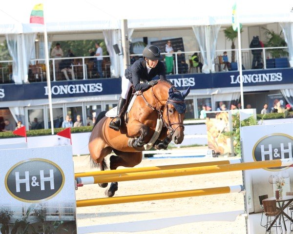 jumper Charisma van de Broekkant Z (Zangersheide riding horse, 2017, from Cicero Z van Paemel)