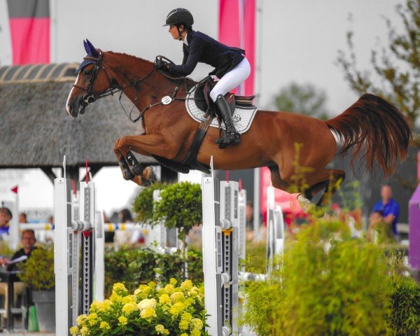 Springpferd Rubel Vh Ijzerenlindenhof (Belgisches Warmblut, 2017, von Quint Vh Maarlo Z)
